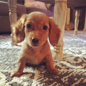 Meet your Posher, Deanna dunton